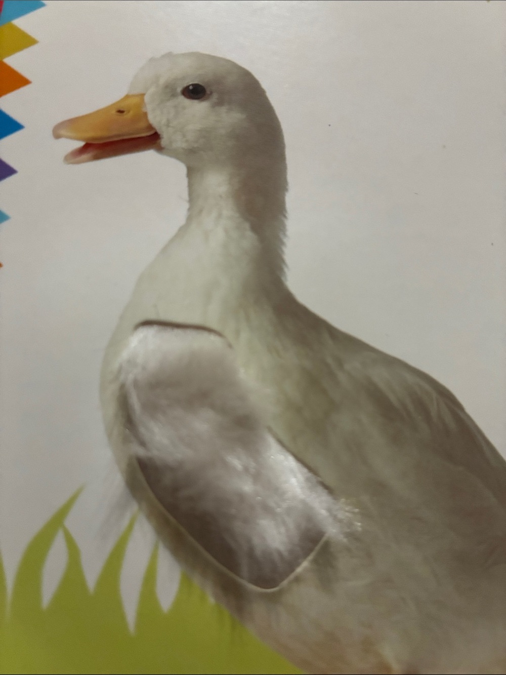 DK - My First Animals - Picture 7 of 16